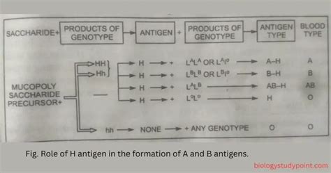 What Is The H Antigen? Bombay Phenotype - 2025