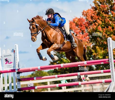 equestrian competition  including hunter jumper  cross country