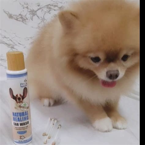 petsmile dog ear cleanser, dog ear drops, herbal ear drops made by veterinary team 100ml ...