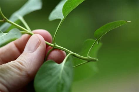 How To Grow Lilacs From Cuttings Farmhouse And Blooms