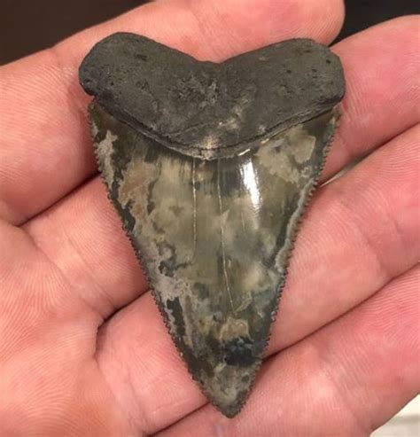 Arriba Imagen Great White Shark Fossil Teeth Abzlocal Mx