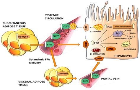 Nutrients Free Full Text The Subtle Balance Between Lipolysis And