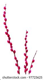 Pink Pussy Willow Images Stock Photos Vectors Shutterstock