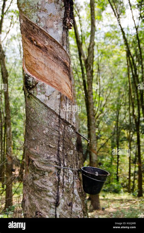 Tapped Rubber Tree Malaysia Tapping Latex From A Rubber Tree Stock