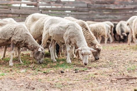 Sheep On The Farm Many Sheep Are Walking In The Corral Stock Photo