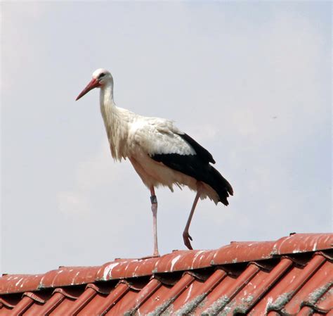 Stork Storchenpflegestation Wesermarsch Dennis Matthies Flickr