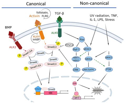 Biomedicines Free Full Text Dual Roles Of The Activin Signaling