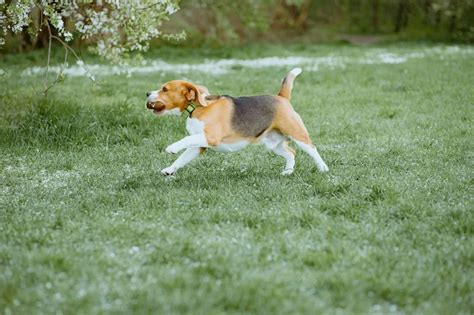 Beagle Snoopy – 7 Amazing Facts To Know Before Adoption