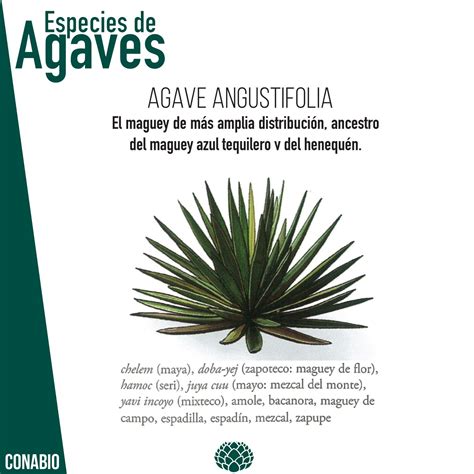 agaveangustifolia | Botellas de mezcal, Mezcal, Planta de agave