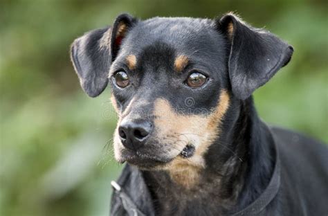 Miniature Pinscher Manchester Terrier Mixed Breed Dog Adoption Photo