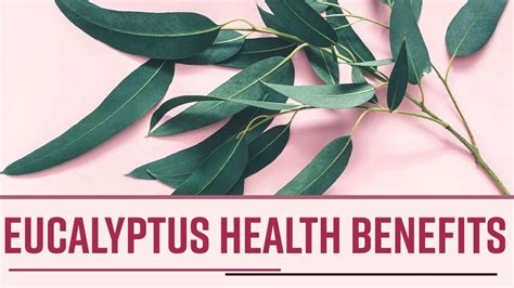 Eucalyptus Health Benefits From Skincare To Digestive Care This Plant Is Miraculous Watch Video