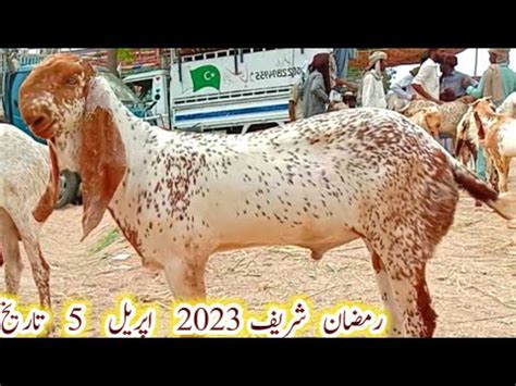 Luddan Bakra Mandi Fresh Update Pure Makhi Cheeni Quality Wale Bakaron