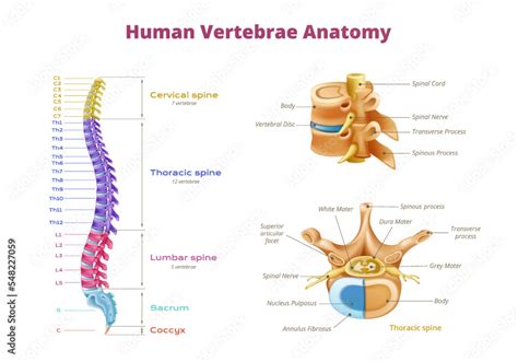 Human Vertebrae Diagram Infographics Stock Vector | Adobe Stock