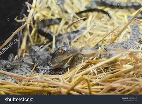 Baby Crocodile Hatching Egg Stock Photo 1467587465 Shutterstock