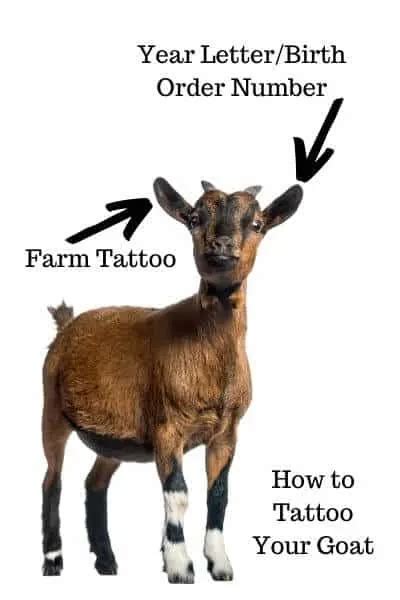 How To Tattoo A Goat Step By Step With Pictures And Video