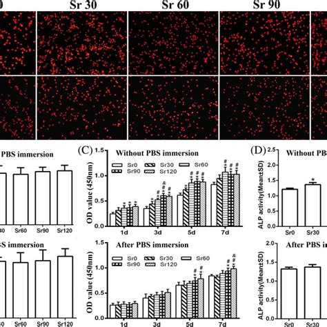 Cell Adhesion Proliferation And Alkaline Phosphatase Alp Activity