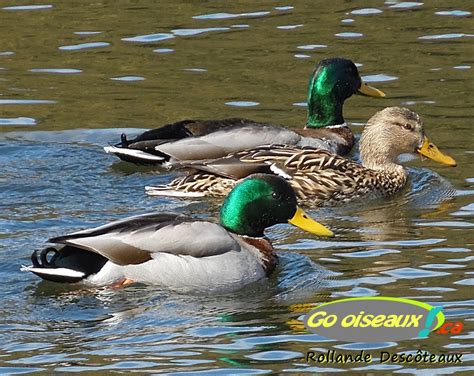 Canard colvert - Go oiseaux!