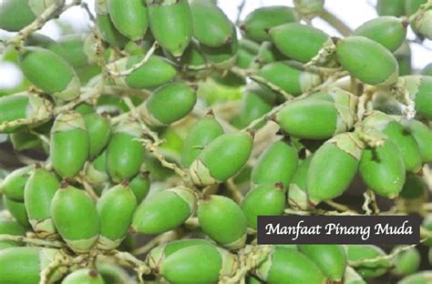 12 Manfaat Buah Pinang Muda Untuk Kesehatan BAMS