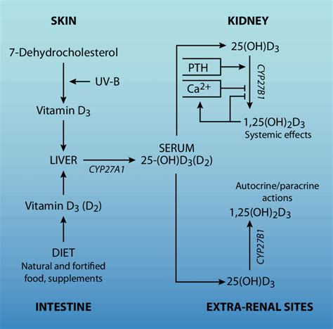 The Absorption And Metabolic Conversion Of Vitamin D Download Scientific Diagram