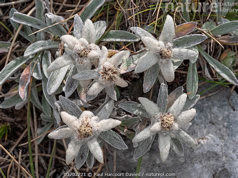 Stock Photo Of Apennine Edelweiss Leontopodium Nivale Flowering On