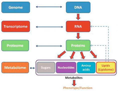 Metabolomics Intechopen