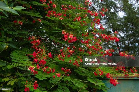 Bunga Merak Delonix Regia Pohon Api Adalah Spesies Tanaman Berbunga