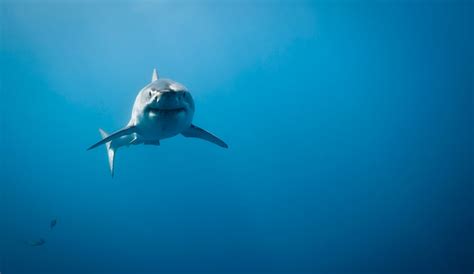 Shark Attack Facts and How to Minimize the Risk | The Inertia