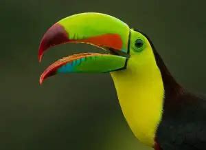 Bird Beak Types Unveiled: Everything You Need To Know! | Learn Bird Watching