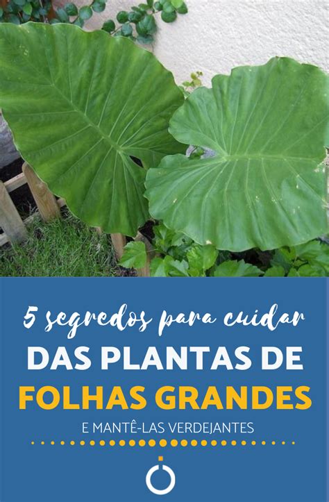 Clique No Pin E Entenda 5 Cuidados Fundamentais As Plantas De