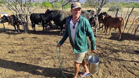 O Pequeno Pecuarista No Sert O Da Para Ba O Leite De Vaca Fonte De