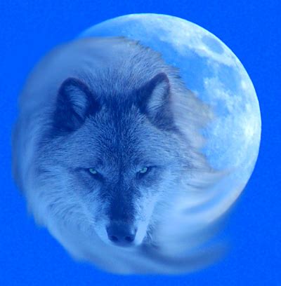 January Full Wolf Moon Meaning Symbolism Of The Wolf Moon In January