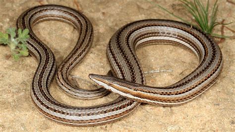 How To Identify A Legless Lizard From A Snake Orlando Science Center