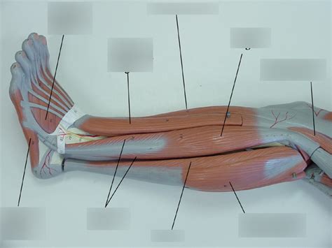 Lateral Lower Leg Muscles Model Diagram Quizlet