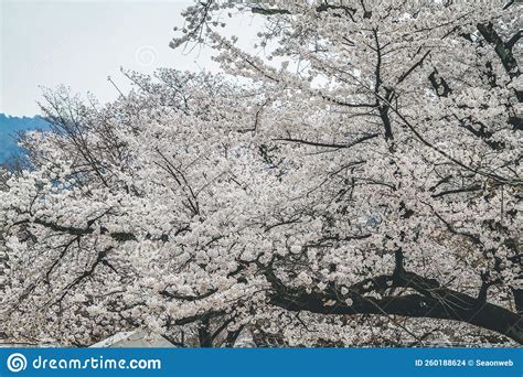 Fleurs De Cerisiers Dans Kyoto Dans Les Temples De Daigo Ji 10 Avril ...