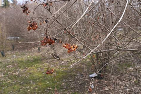 Viburnum Opulus Shrub with Fruit Stock Photo - Image of garden, berry ...