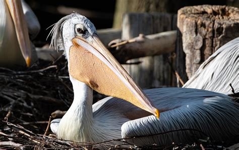 Pelícano Pájaro Nido - Foto gratis en Pixabay 