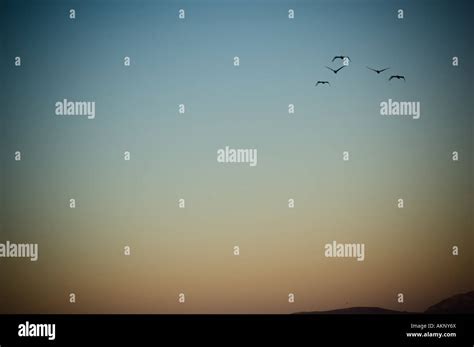 Silhouette Of Birds In Flight Stock Photo Alamy