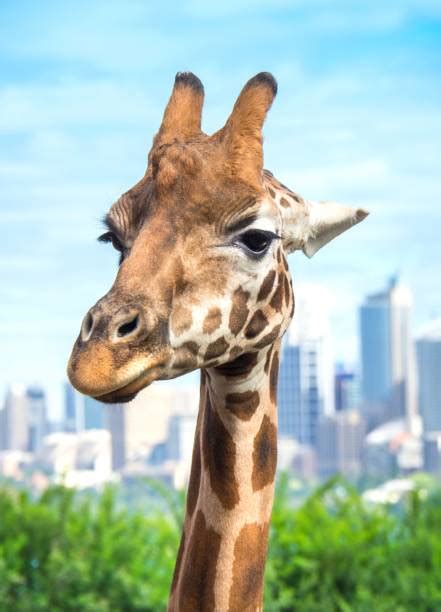 280+ Taronga Zoo Photos Stock Photos, Pictures & Royalty-Free Images ...