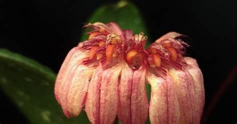 Bulbophyllum Auratum Care And Culture Travaldos Blog