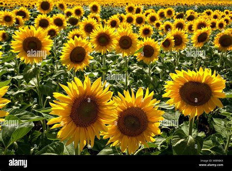 Vintage sunflowers background hi-res stock photography and images - Alamy