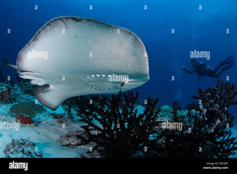 Manta bauch Fotos und Bildmaterial in hoher Auflösung Alamy