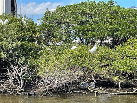 Indian River Lagoon And Swampland Boat Tours Fort Pierce All You