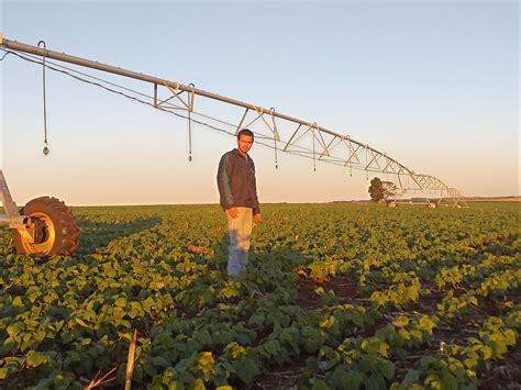 Fala irrigante Para o agricultor ter mais segurança na sua produção