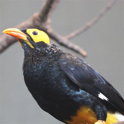 Yellow Faced Myna