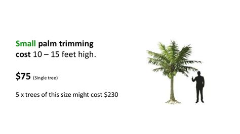 Palm Tree Trimming Cost Guide 2019