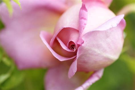 Detail Of A English Rose Flower by Schnuddel