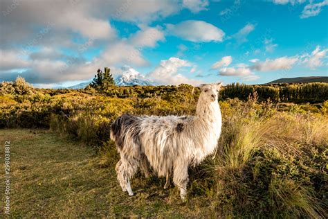 Cotopaxi National Park Ecuador Llama | Hot Sex Picture