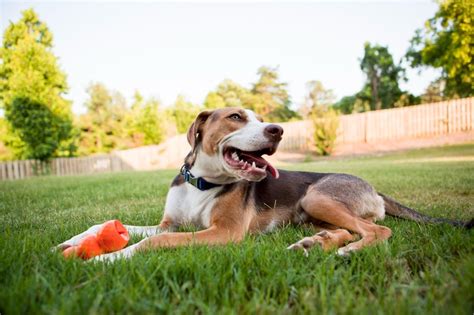 Backyard Bliss Transforming Your Outdoor Area Into A Pet Haven East