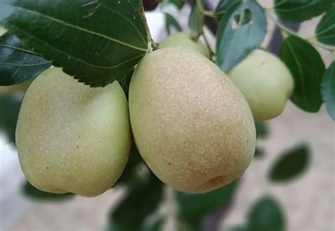 How To Grow Jujube Plant From Seed Home Soils