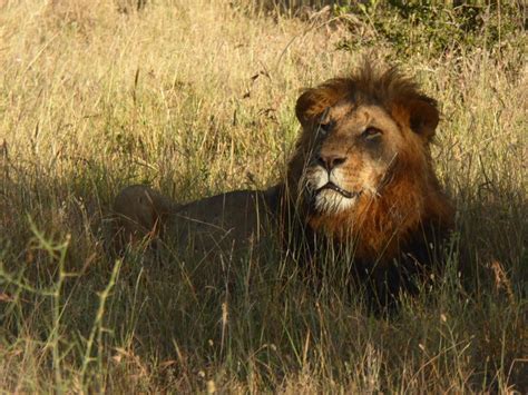 Sweetwaters Tented Camp Back Safari Lake Baringo Zur Ck Kenia